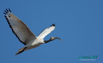 Ibis in volo Febbraio 2014 